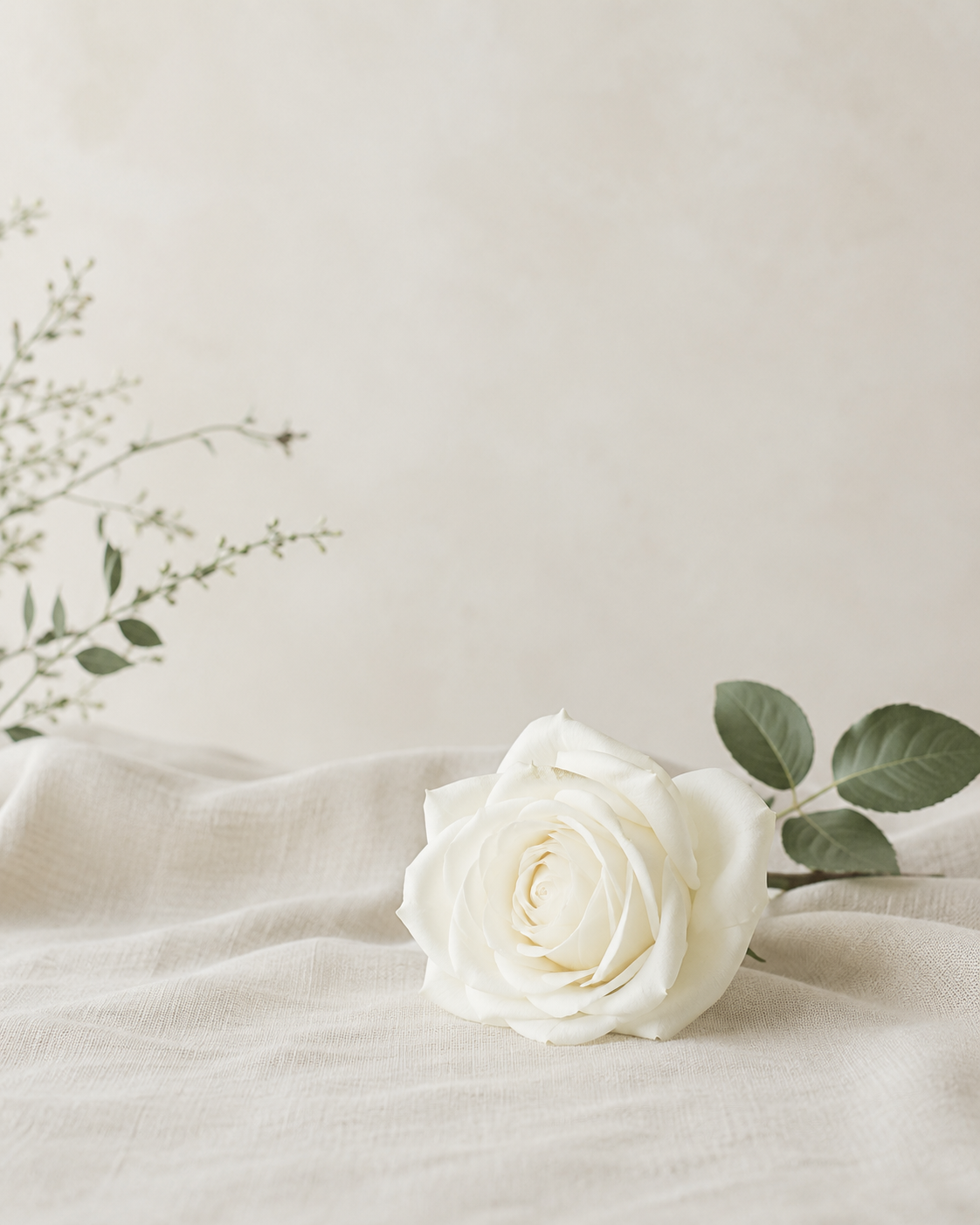 A single white rose on linen, a quiet symbol of remembrance and love